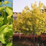 Американский клен