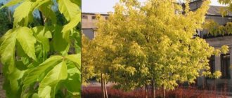 Американский клен